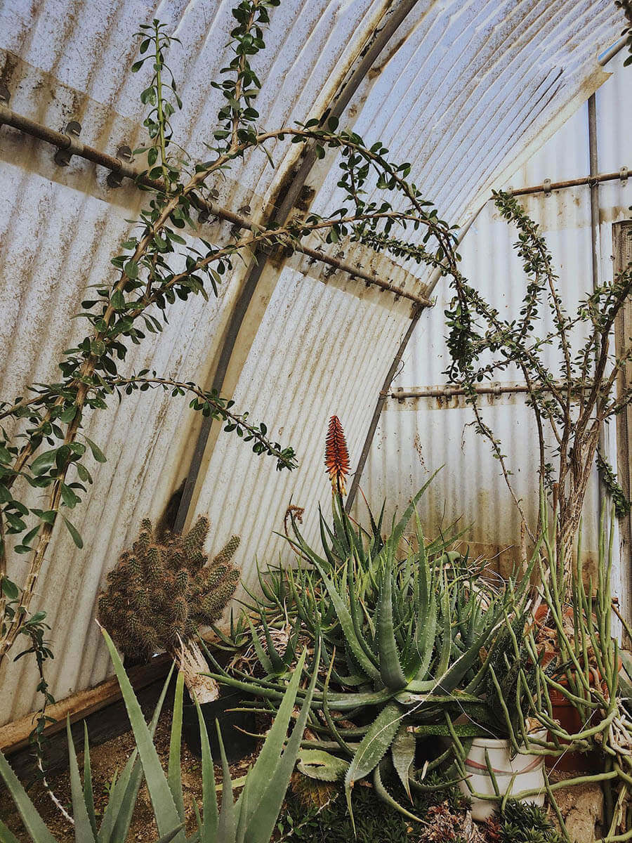 Wines and cacti plants inside tin-roof greenhouse