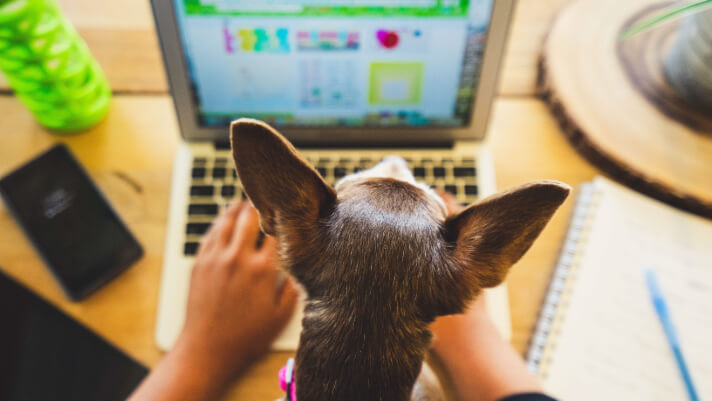 Small dog looking down at computer screen.